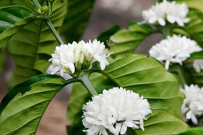Vẻ đẹp tinh khôi của hoa cà phê