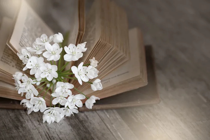 hình ảnh : trắng, Cánh hoa, Mùa xuân, gần, cô dâu, Vẫn còn sống, Cuốn sách  cũ, đã sử dụng, Các trang sách, bó hoa, Hoa alli 2500x1669 - - 1039392 - hình  ảnh đẹp - PxHere