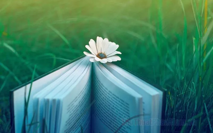 Tuyệt phẩm hình nền sách