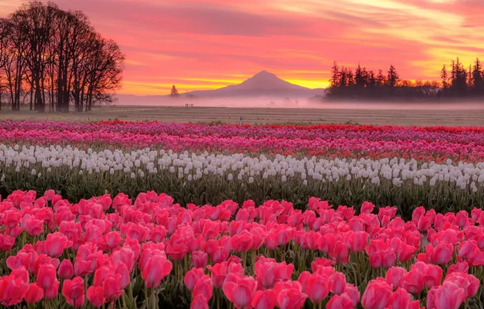 109+ Ảnh Hoa Tulip Đẹp Nhất - Tải Hình Nền Tulip 4K Miễn Phí