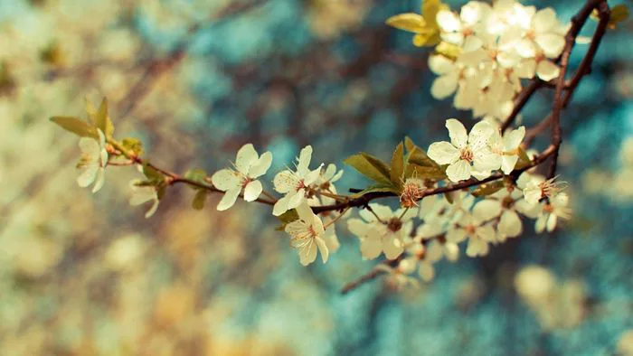 Những hình nền Vintage đẹp mắt
