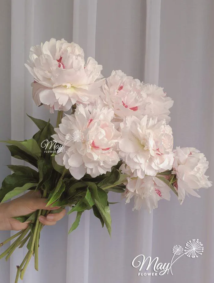 Ý nghĩa hoa mẫu đơn - Ý nghĩa phong thủy trong tình yêu và cuộc sống