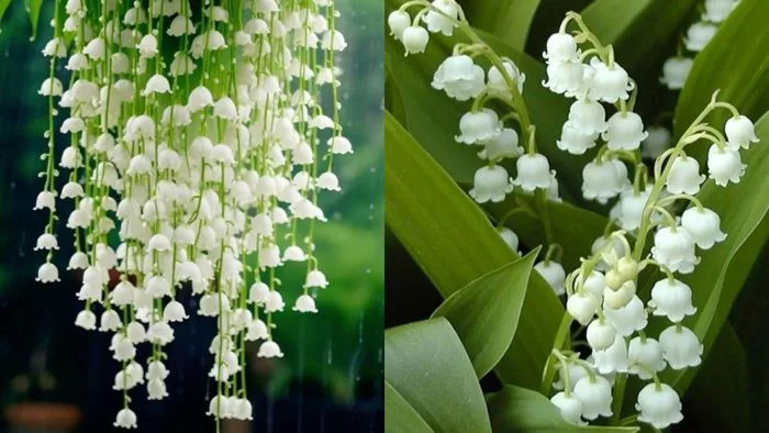 Nguồn gốc và ý nghĩa hoa linh lan trong tình yêu cuộc sống