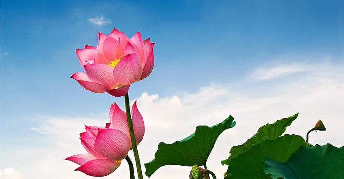 TOP hình nền hoa sen đẹp, ý nghĩa cho điện thoại và máy tính