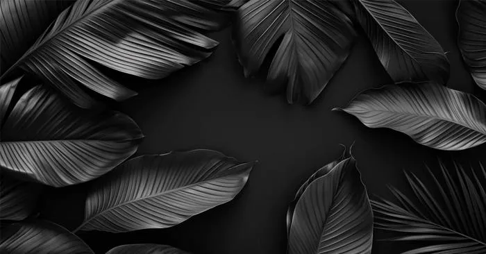 Tải 200+ Hình Nền Đen (Black Wallpaper) 4K, Full HD Tải 200+ Hình Nền Đen (Black Wallpaper) 4K, Full HD