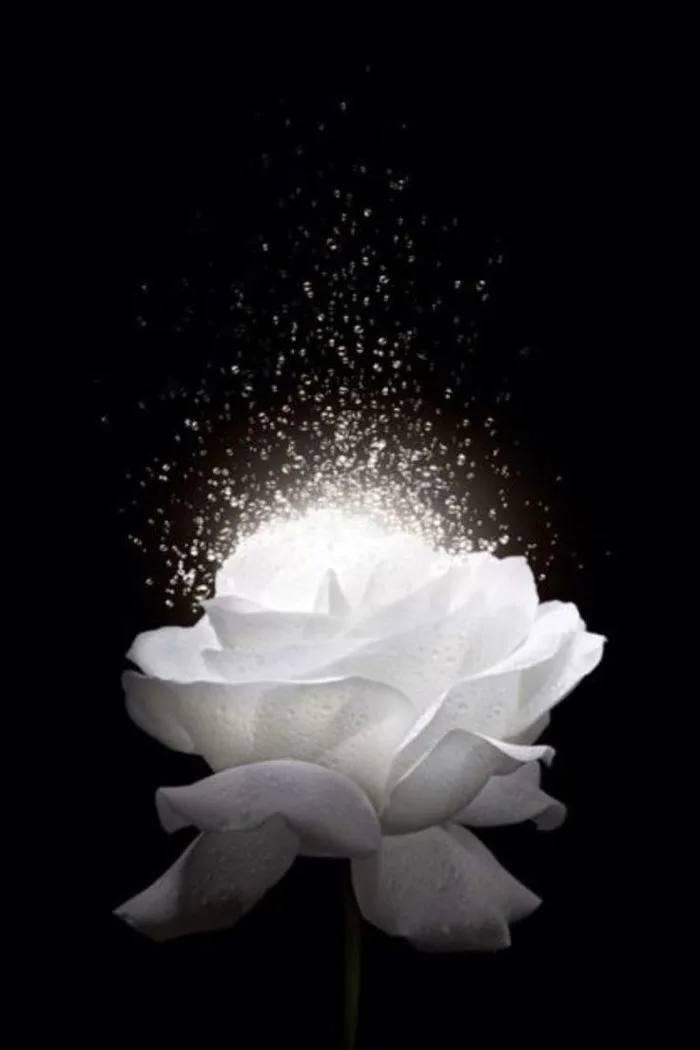 Elegante papel de parede de rosas brancas | Dark academia aesthetic  wallpaper, Black background wallpaper, Iphone