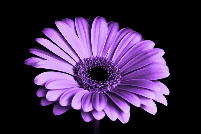 hình ảnh : thiên nhiên, đen và trắng, thực vật, nhiếp ảnh, Lá, màu tím,  Cánh hoa, mùa hè, Bouquet, Trang trí, Mùa xuân, Vĩ mô, tự nhiên, tươi,  vườn, Đơn sắc,