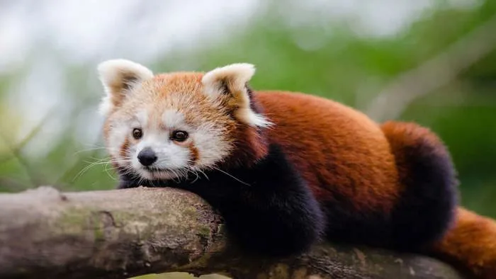 Bộ sưu tập 80+ hình ảnh động vật siêu cute, đáng yêu