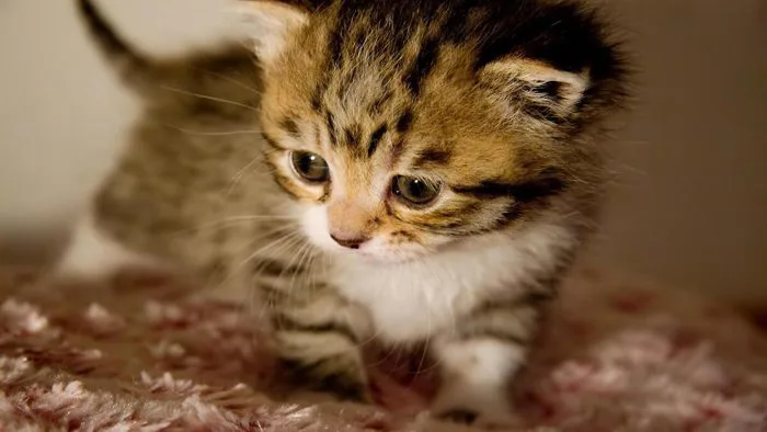 Bộ sưu tập 80+ hình ảnh động vật siêu cute, đáng yêu
