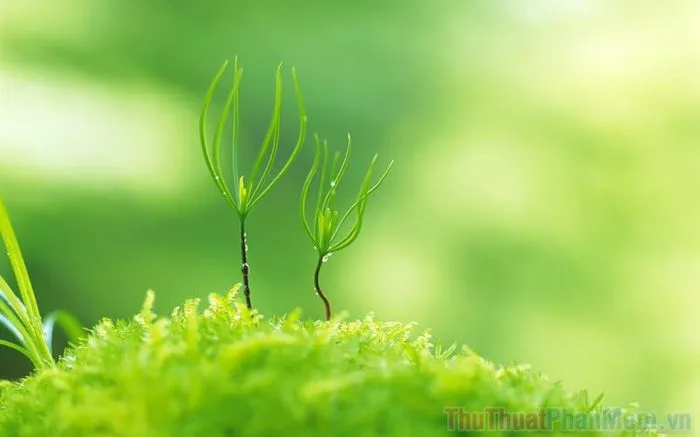 Khám phá bộ sưu tập ảnh nền xanh lục tinh tế, hoàn hảo cho máy tính và điện  thoại của bạn.