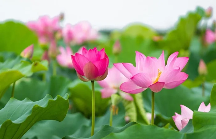 100+ hình nền hoa sen đẹp nhất mang đến cho bạn nhiều may mắn