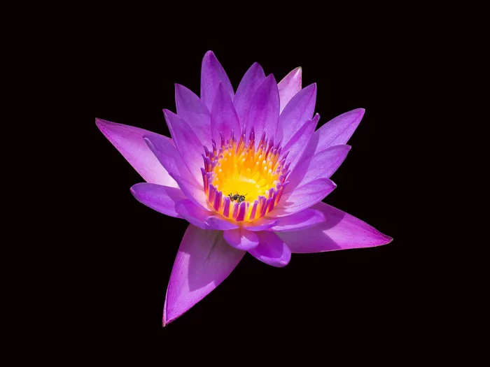 hình ảnh : thiên nhiên, thực vật, màu tím, Cánh hoa, mùa hè, ao, Mùa xuân,  Hồng, Hoa sen thiêng, Nhà máy thuỷ sản, Hệ thực vật, Hoa sen, đẹp, Các loại,