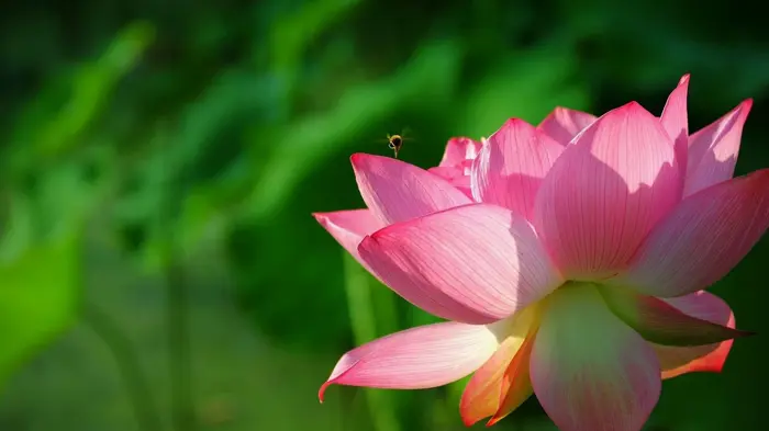 Tổng hợp background hồng cánh sen tuyệt đẹp chất lượng cao