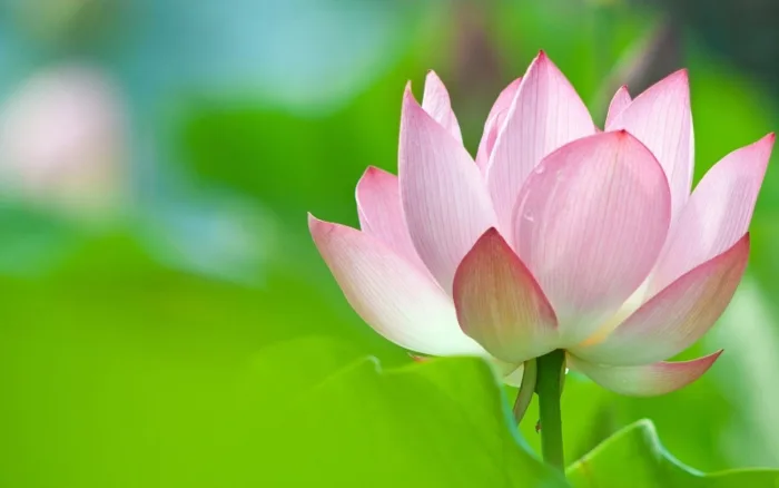 100+ hình nền hoa sen đẹp nhất mang đến cho bạn nhiều may mắn