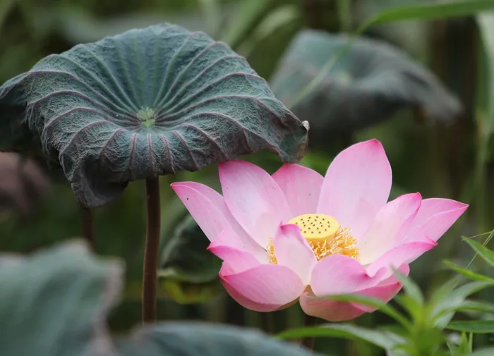 30000+ Sen Hồng & ảnh Hoa Sen miễn phí - Pixabay