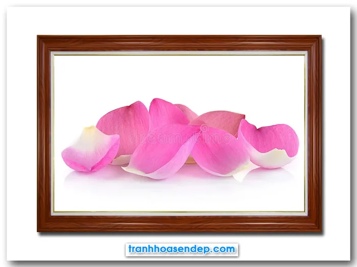 Bức tranh đẹp những cánh hoa sen hồng SEN85486