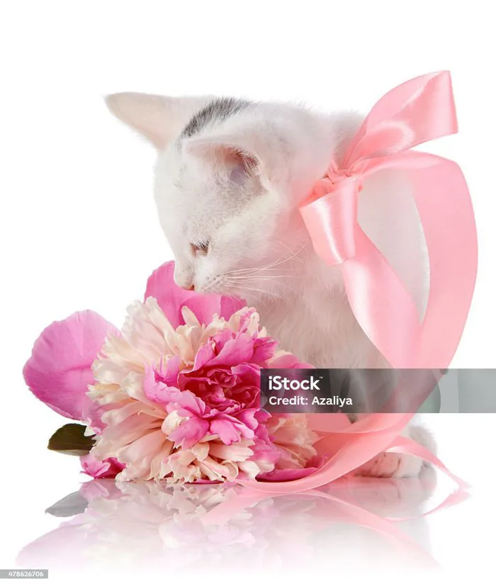 Mèo Con Trắng Với Một Băng Màu Hồng Và Một Bông Hoa Màu Hồng Hình ảnh Sẵn  có - Tải xuống Hình ảnh Ngay bây giờ - iStock