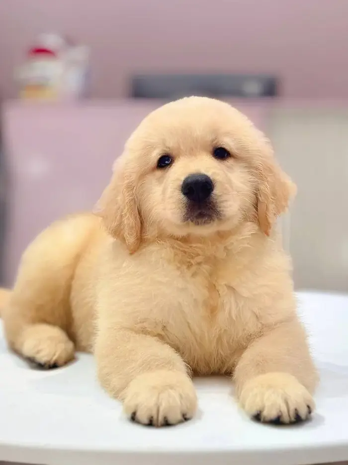 Golden Retriever màu Kem — Hình ảnh & các bé đang có | Mật Pet Family