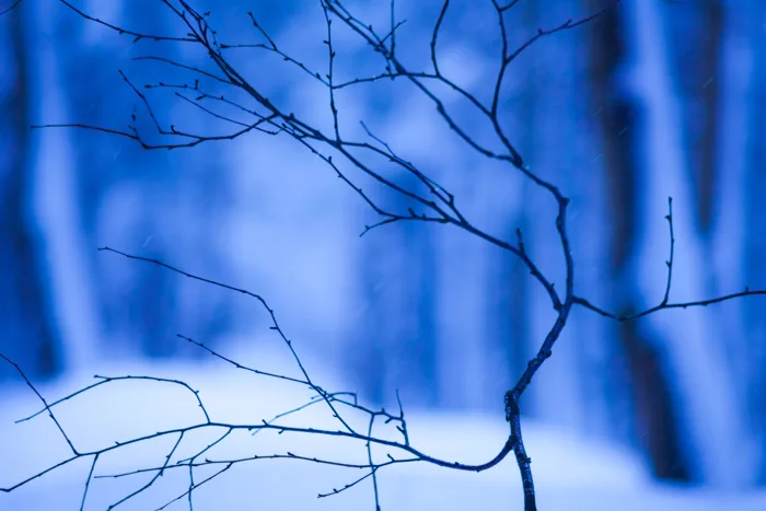 hình ảnh : tuyết, mùa đông, lạnh, màu xanh da trời, Bắc, rừng, chi nhánh,  Bầu trời, Cây gỗ, Cây gậy, Lá, không khí, Ban ngày, Hình nền máy tính, đóng  băng,