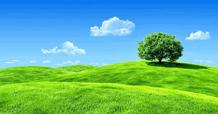 8 hình nền may mắn cho người mệnh Mộc thu hút tài lộc, cân bằng năng lượng