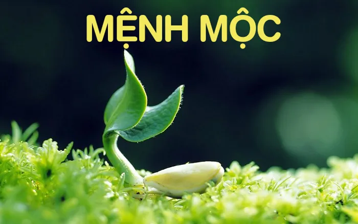 BẠN CÓ BIẾT] Trang sức phong thủy cho người mệnh Mộc?