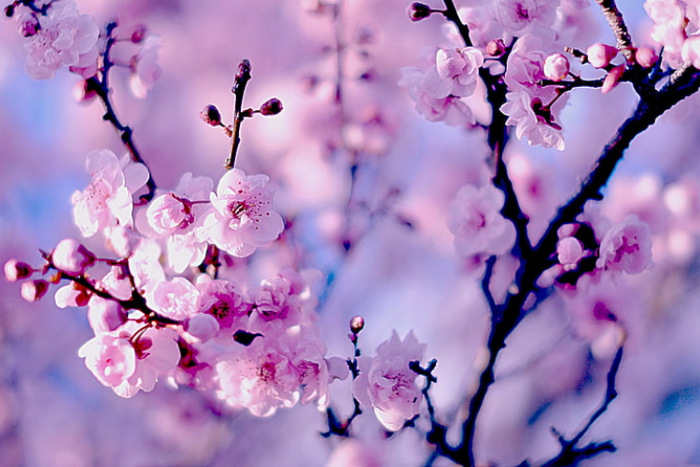 Độ phân giải 4K là gì, các mẫu background 4K cực sắc nét