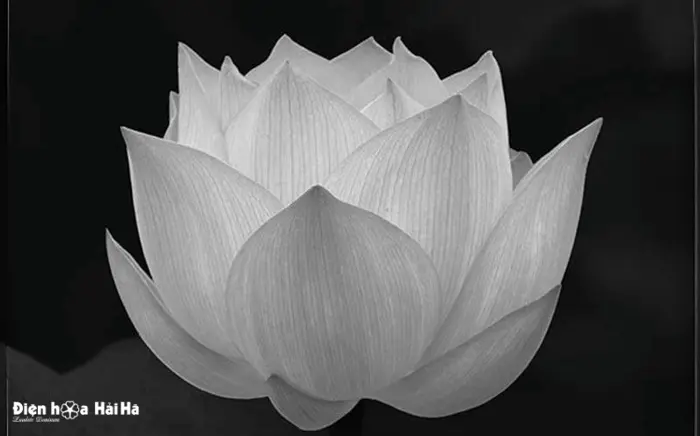 Bộ sưu tập hình nền hoa sen trắng đám tang trang trọng ý nghĩa