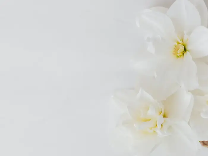90+ mẫu phông nền trắng trơn - Tải ngay