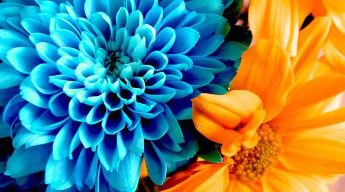 Độ Tương Phản Là Gì? Cách Chụp Ảnh Tương Phản Hiệu Quả