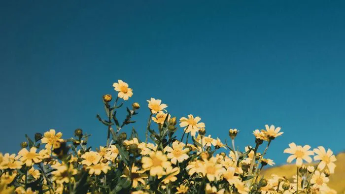 Top 100+ Hình nền màu vàng dễ thương, cute