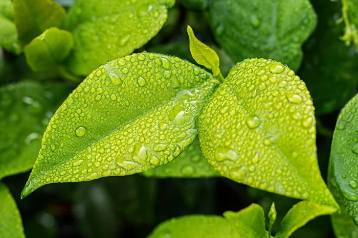 100000+ Hình Nền Màu Xanh Lá Cây & ảnh Thiên Nhiên miễn phí - Pixabay