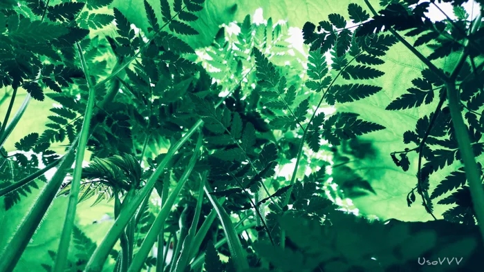 hình ảnh : màu xanh lá, Cây cỏ, Lá, thực vật, Nước, Hệ thực vật, Biome, cây,  rừng nhiệt đới, Ánh sáng mặt trời, Cơ thể, Gia đình cỏ, Hình nền máy