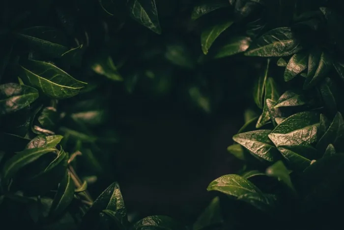 99+ Background xanh lá cây đẹp, đa dạng, tải về miễn phí