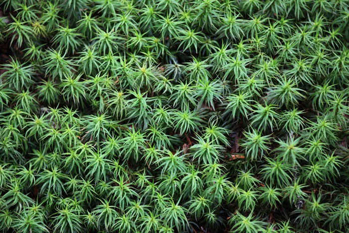 hình ảnh : thực vật, Lá, rêu, mẫu, màu xanh lá, cao, Thường xanh, Nhà máy  thuỷ sản, Hình ảnh mát mẻ, lý lịch, Cây cỏ, Cây bụi, Lớp bao phủ bề