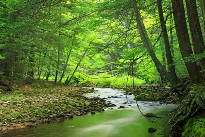 Hình ảnh miễn phí: rừng, màu xanh lá cây, rêu, sinh thái, gỗ, cảnh quan,  cây, thiên nhiên, lá, nước