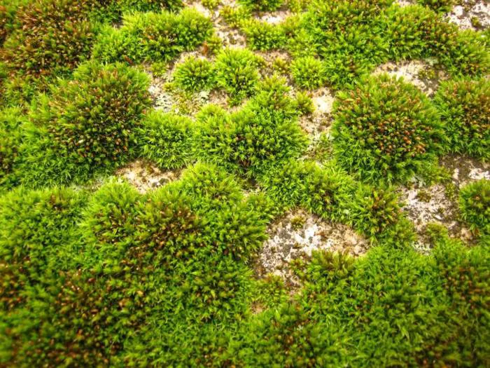 Hình ảnh miễn phí: rêu, màu xanh lá cây, lĩnh vực