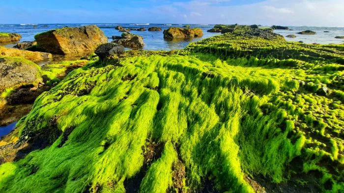 Vẻ đẹp mê hoặc lòng người của 