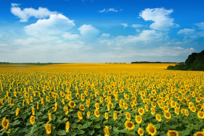 hình ảnh : cánh đồng, Hoa hướng dương, Bầu trời, Thu hoạch tiền mặt, màu  vàng, thực vật, mùa vụ, Phong cảnh thiên nhiên, Nông nghiệp, Trồng trọt,  nông trại, thực vật