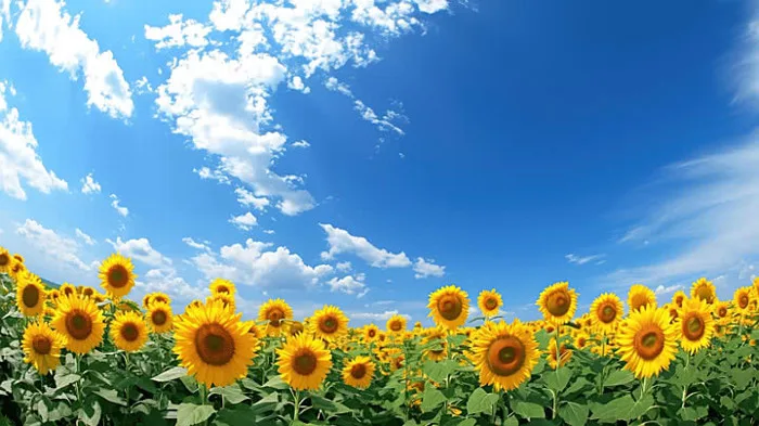 100,000+ Cánh đồng Hoa Thiên đường Pictures Ảnh, Ảnh Và Hình Nền Để Tải Về  Miễn Phí - Pngtree