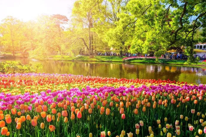 Ngất ngây, 10 cánh đồng hoa đẹp nhất thế giới
