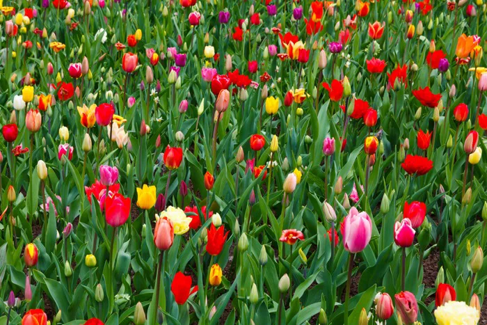 hình ảnh : thiên nhiên, ánh sáng, thực vật, cánh đồng, Cánh hoa, Tulip,  mẫu, màu xanh lá, tươi, Nở, Đầy màu sắc, vườn, lý lịch, Sống động, hình nền,  đẹp, Hoa