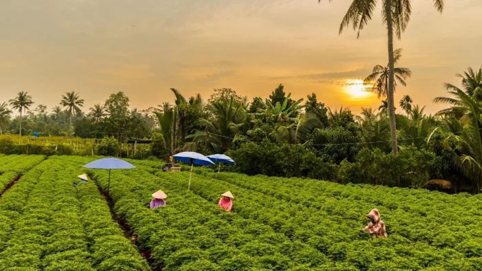 Tổng hợp 60+ ảnh đẹp Bến Tre về thiên nhiên hữu tình