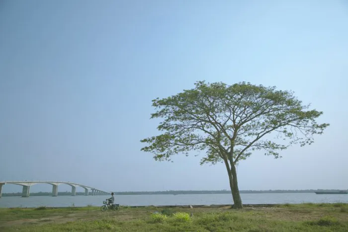 Những cây cô đơn dọc miền đất nước