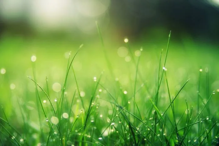 Background cây cỏ tuyệt đẹp - Ảnh điện thiên nhiên
