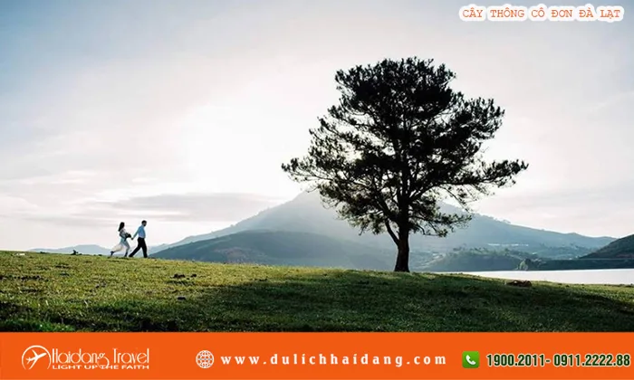 Cây Thông Cô Đơn: Biểu tượng lãng mạn của Đà Lạt