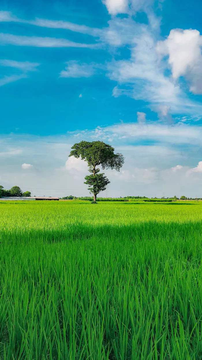 5.000+ ảnh đẹp nhất về Thiên Nhiên Xanh · Tải xuống miễn phí 100% · Ảnh có  sẵn của Pexels