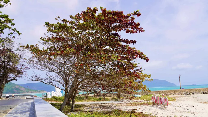 Hình ảnh Côn Đảo vào 