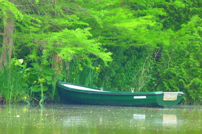 hình ảnh : Nước, thiên nhiên, Hồ, con sông, Canô, Khởi động, màu xanh lá,  Xe, rừng nhiệt đới, Đường thuỷ, cây, thuyền chèo, Rừng nhiệt đới, môi  trường sống, Hệ sinh