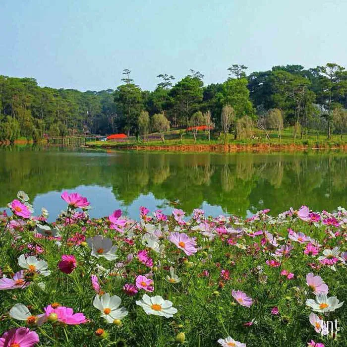 Hình ảnh Đà Lạt đẹp đến nao lòng trong sáng sớm giao mùa khiến ai cũng muốn  xách balo lên và đi ngay