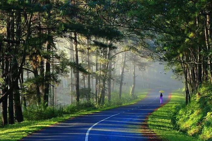 Tổng hợp hình ảnh Đà Lạt đẹp nhất - Thành phố ngàn hoa thơ mộng